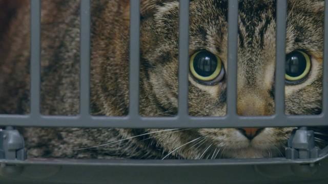 Les lapins de Châteauguay