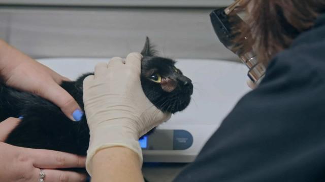 Pour l'amour de Chief