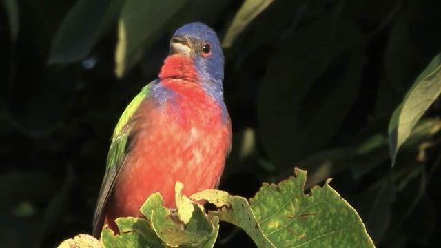 Birding Passion, Collegiate Climbers, Oyster Shell Return