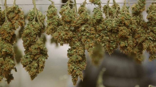 The Marijuana Divide