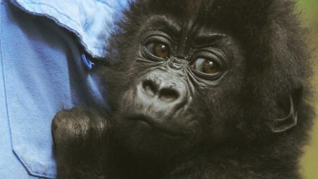 Gorillas in the Crossfire