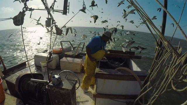 Shrimping, Brazos Bend, Big-Eared Bats