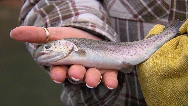 San Pedro Ranch, Winter Trout, Texas Quail