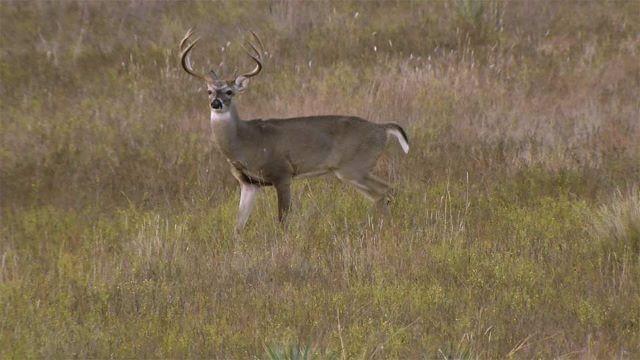 Deer Dividends on Opening Day, Looking After Land