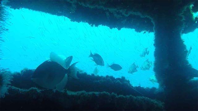 Rio Grande Valley Reef, Hunting Refuge & Sand Surfing
