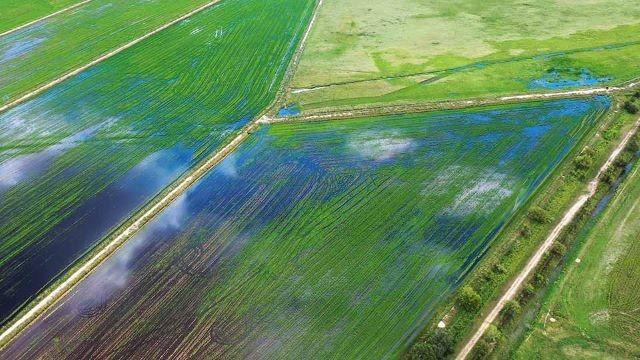 Prairie Wetlands, Arts in Parks & Better Boardwalk