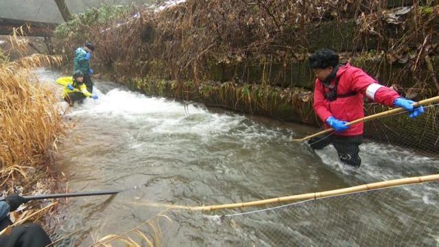 極寒・氷点下の川でヨーロッパ原産の厄介者を…