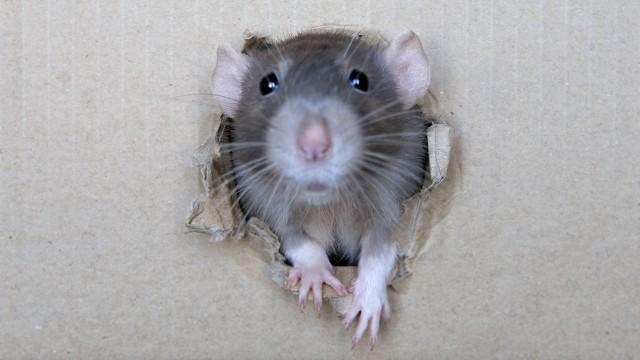Pourquoi les scientifiques font-ils des expériences sur des souris ?