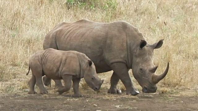 Comment sauver les rhinocéros ?