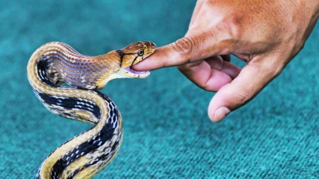 Comment régler le problème des morsures de serpent ?