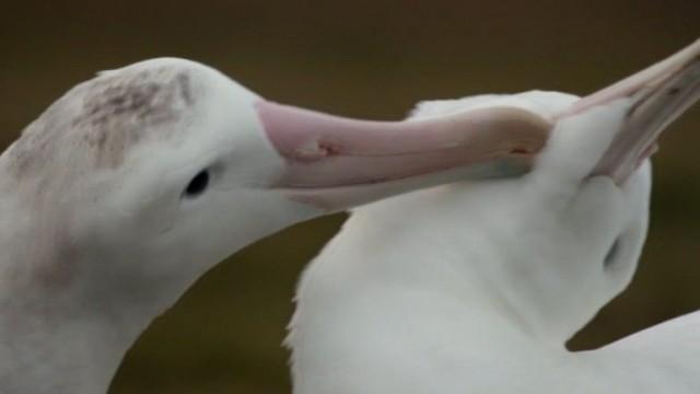 Les albatros, des alliés contre la pêche illégale ?