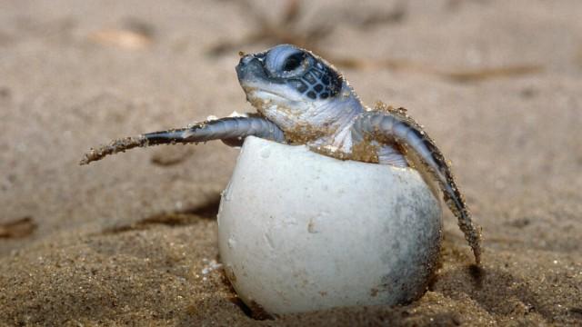 Comment protéger les tortues de mer ?