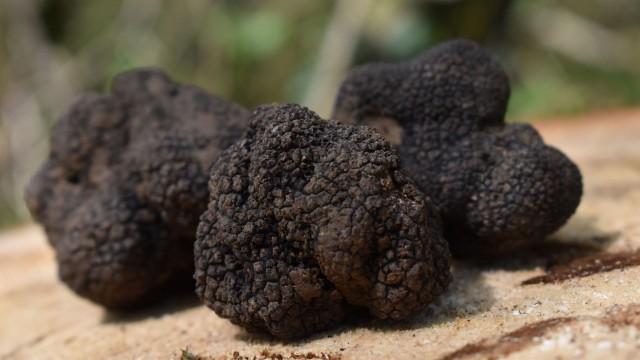 Est-ce qu’un jour on pourra manger des truffes pour pas cher ?