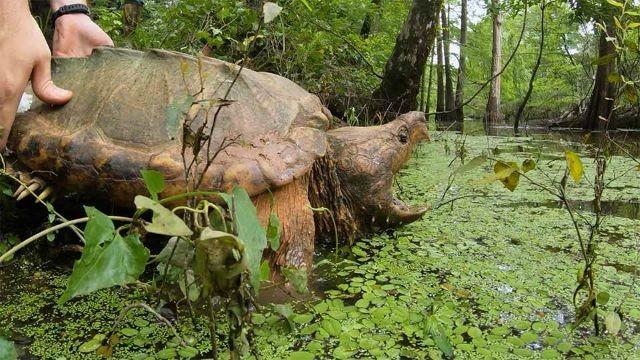Operation Snap, Cave People & Desert Dunes