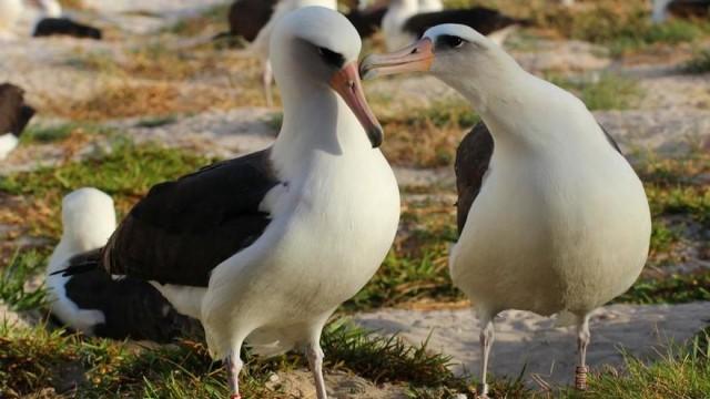 Pourquoi les albatros divorcent plus qu’avant ?