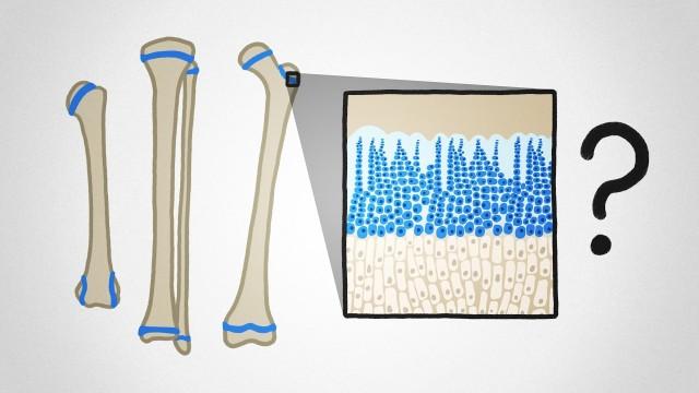 Why Don't Our Bones Keep Growing Forever?