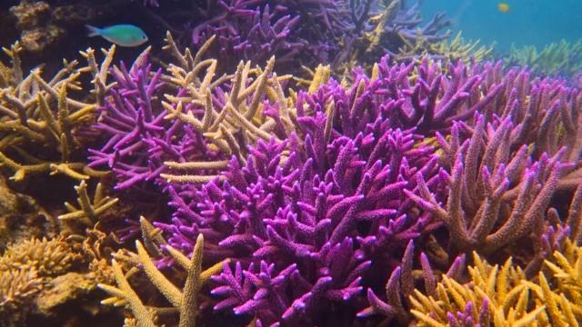 Comment sauver les coraux ?