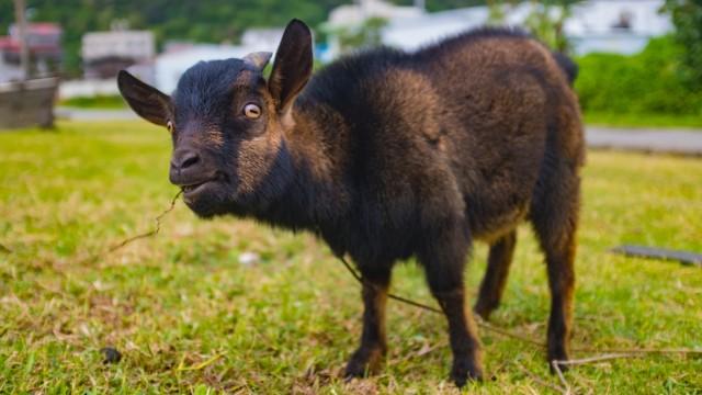 Pourquoi certaines chèvres deviennent raides quand elles ont peur ?