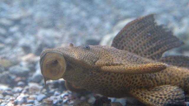 Armored Invasion, Lake Somerville & Beneficial Wetland