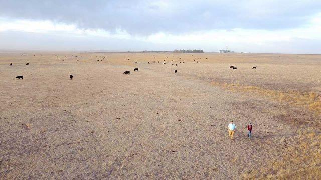 White Bass, High Plains Grassland & Big Spring