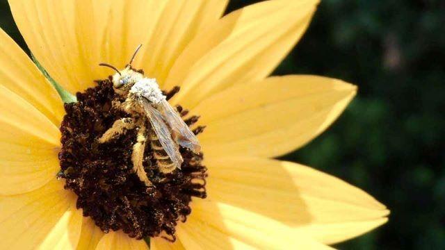Bee Folks, Coastal Prairie Protectors & Fort Boggy