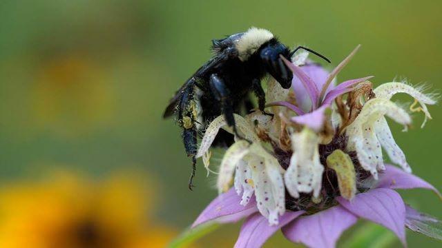 Seed Collectors, Wuest Ranch & Sparrow Searchers