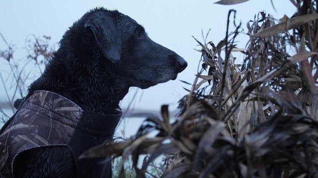 Retriever on Trial, Longhorn Cavern & Neighborhood Fishing