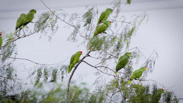 Parrot Patrol, Goose Island Pier & Mule Deer Science