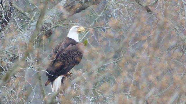 Crab Trap Cleanup, Birdy Bastrop & Bobcat City