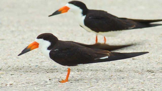 Saving Skimmers, Paddling Goliad & Counting Catches
