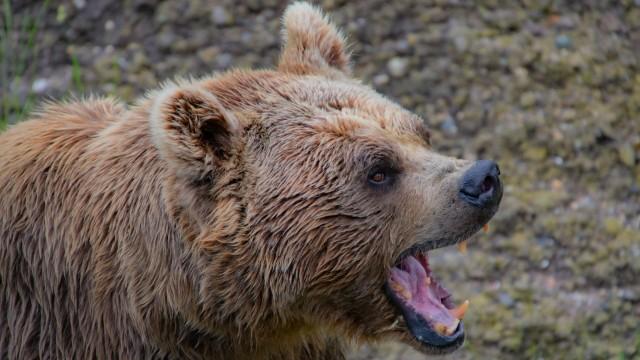 Que faire en cas d’attaque d’ours ?
