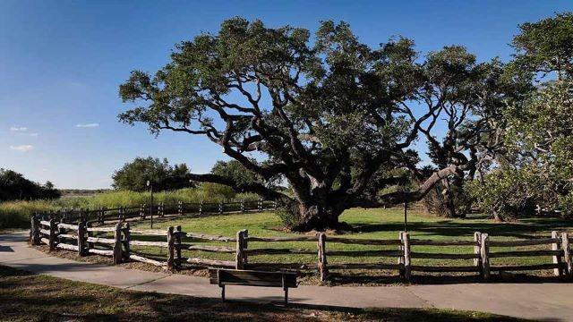 Famous Park Trees, Caddo Lake & Collegiate Camper