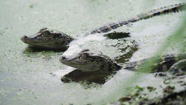 Retired Tire Fort, Gator Guys & Buescher State Park