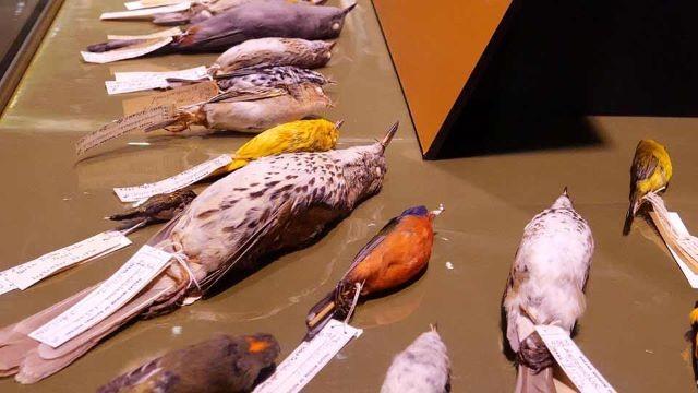 Lights Out for Birds, Lake Mineral Wells & Parks on Exhibit