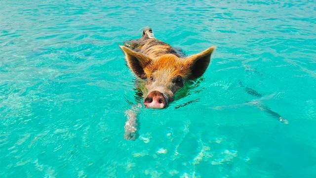 D'où viennent les cochons nageurs ?