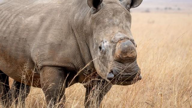 Décorner les rhinocéros pour les sauver ?