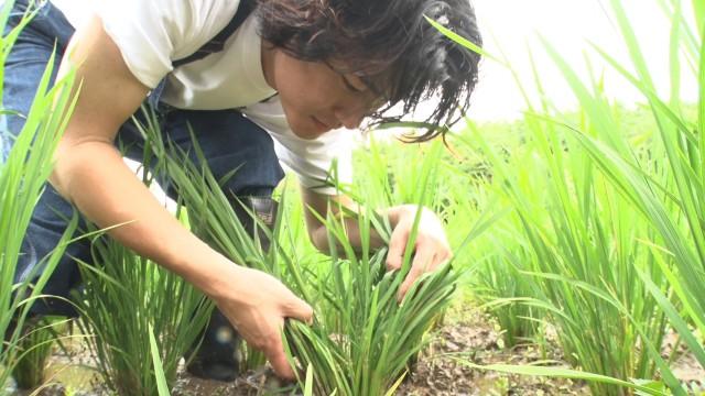 DASH村、23年目の米作り。棚田に非常事態発生!?