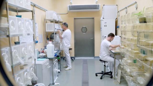 Virus y epidemias: la isla laboratorio