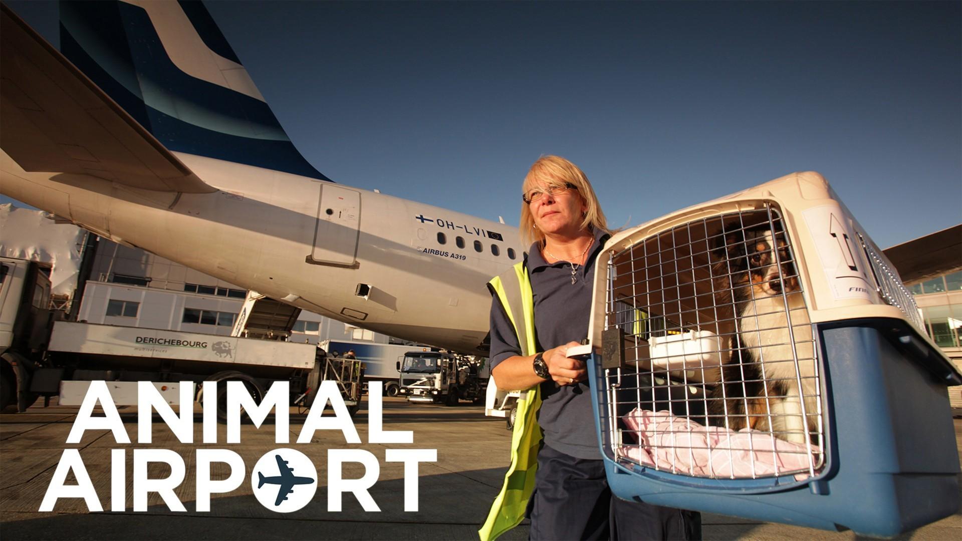 Animal Airport (2019)